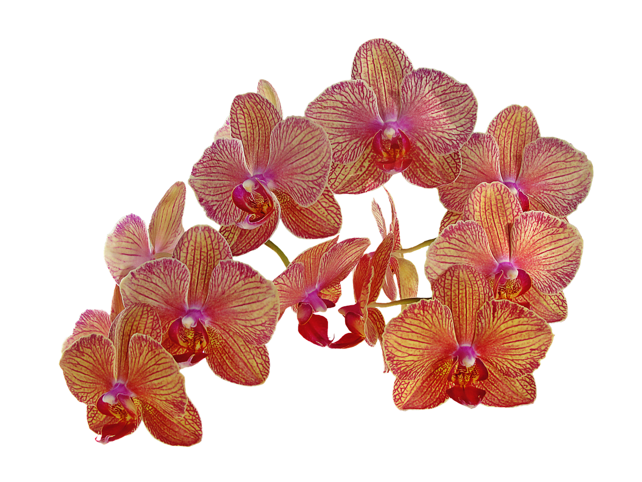 vintage flowers orchid flower free photo