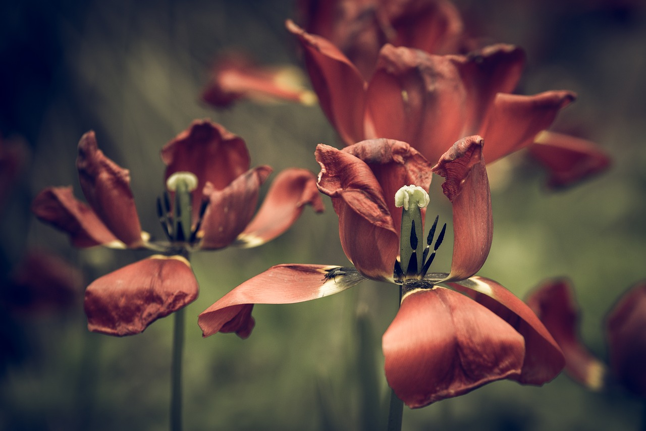 vintage look tulips faded free photo