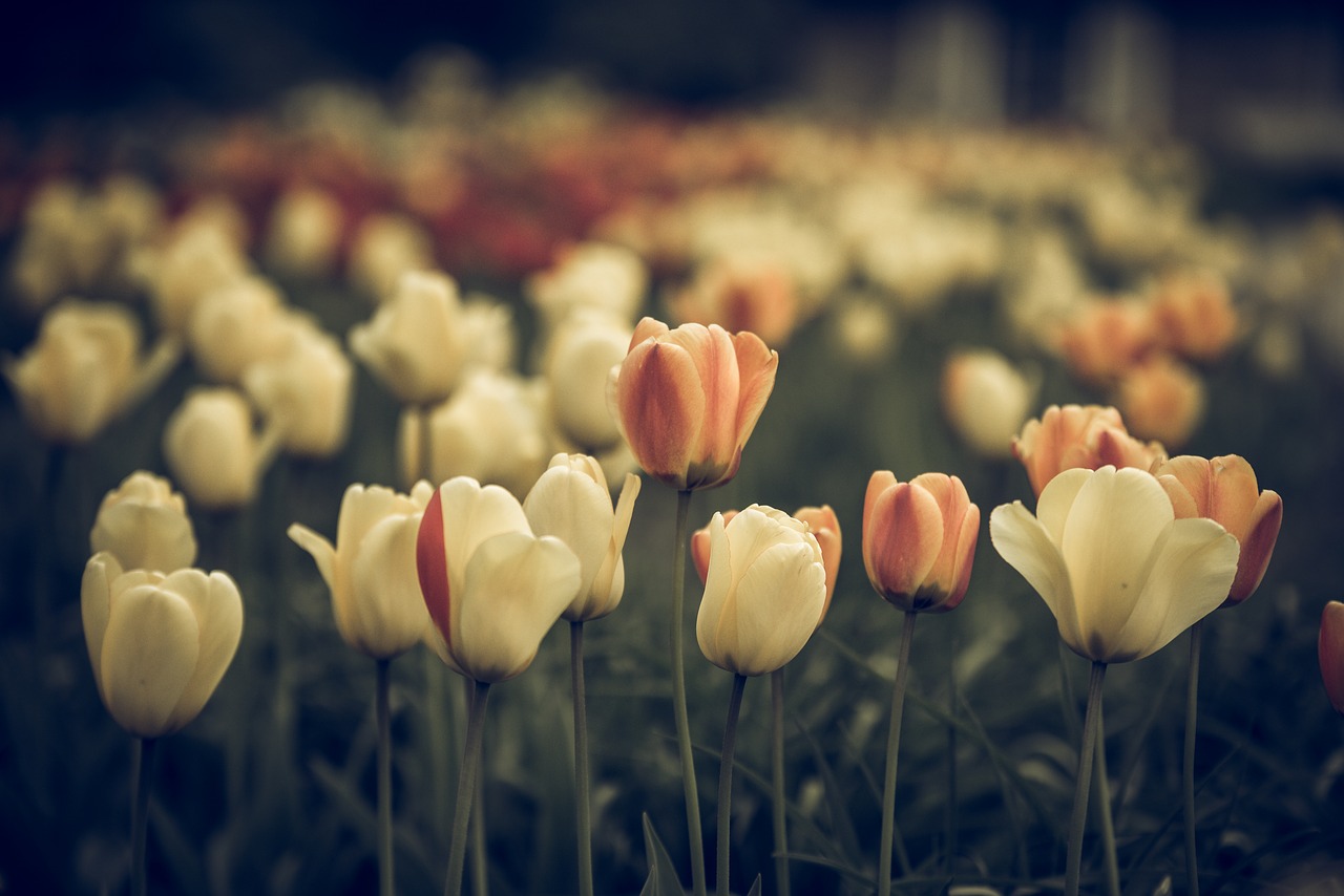 vintage look tulips faded free photo