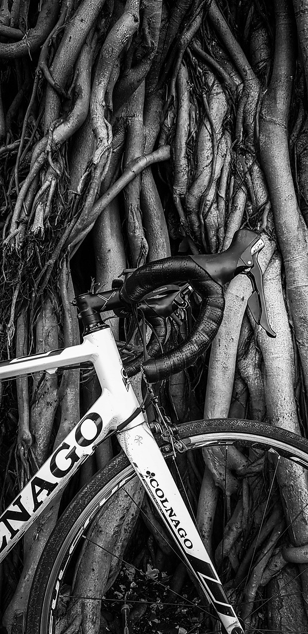 vintage look  tree  cycle free photo