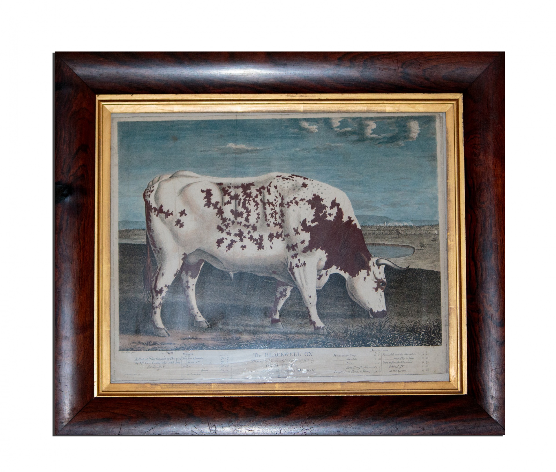 vintage painting bull free photo