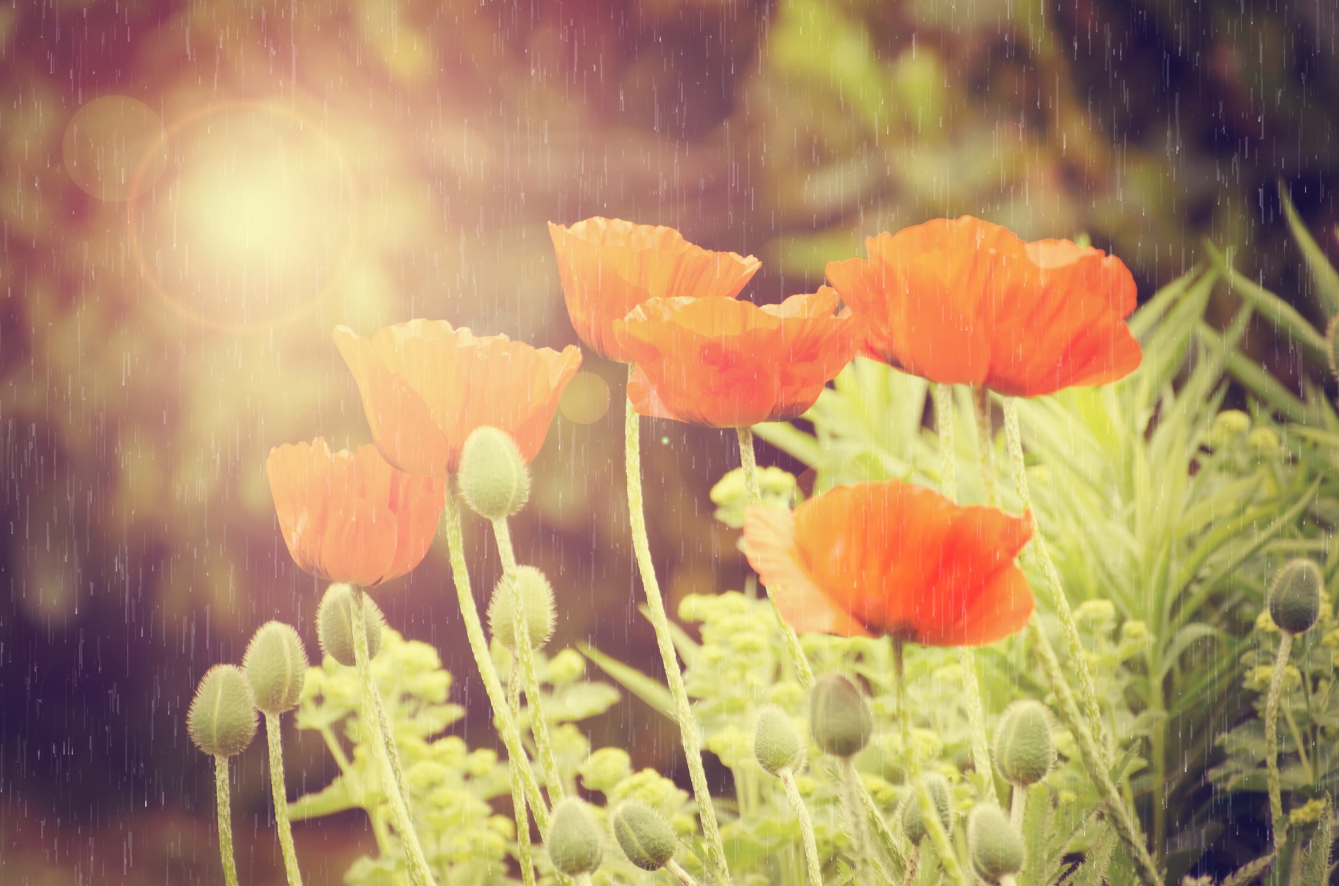 flowers flower rain free photo