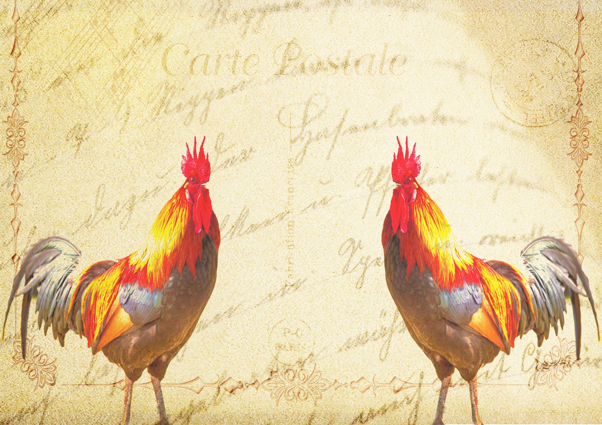 vintage postcard rooster free photo