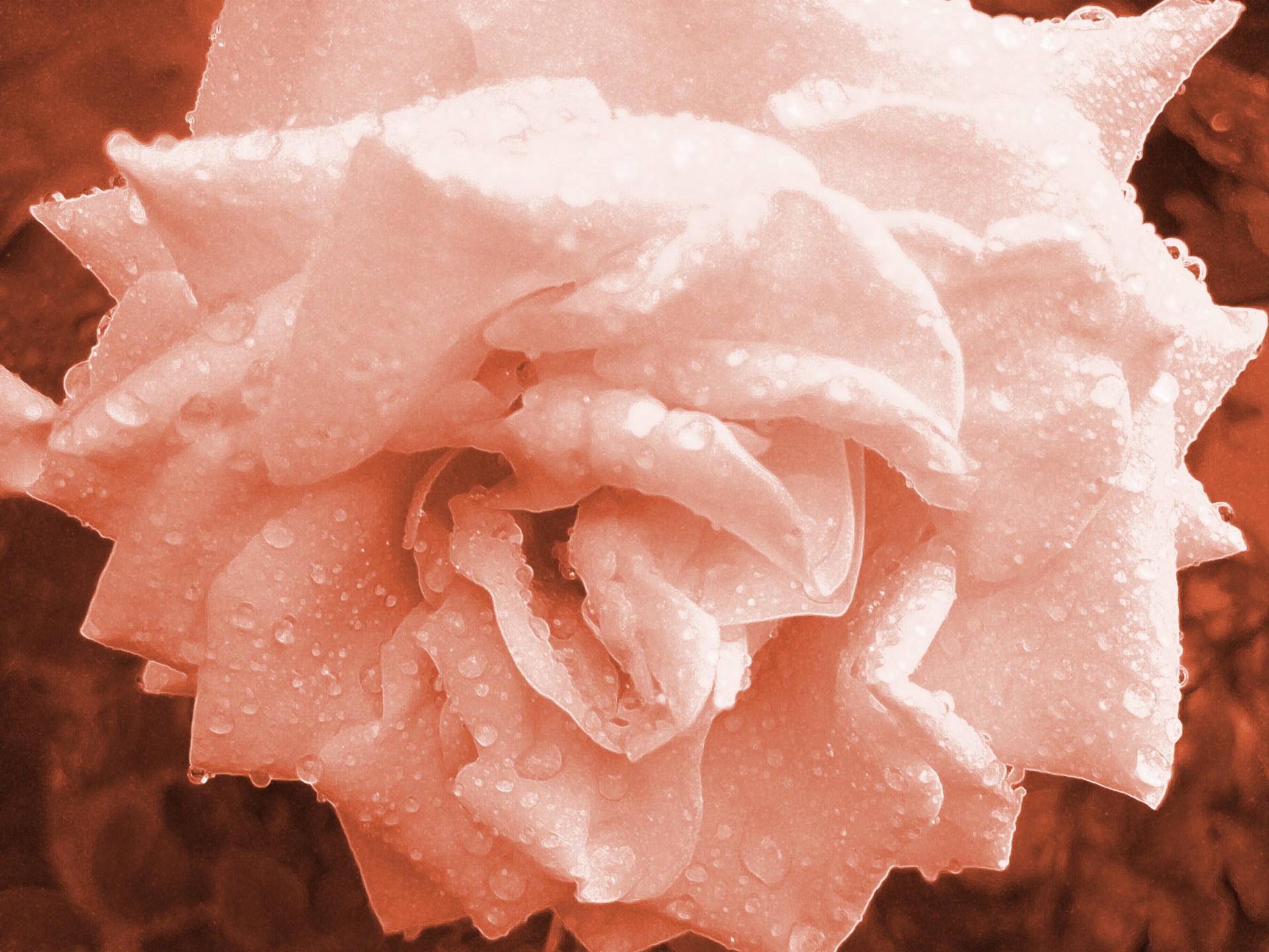 flower rose bloom free photo