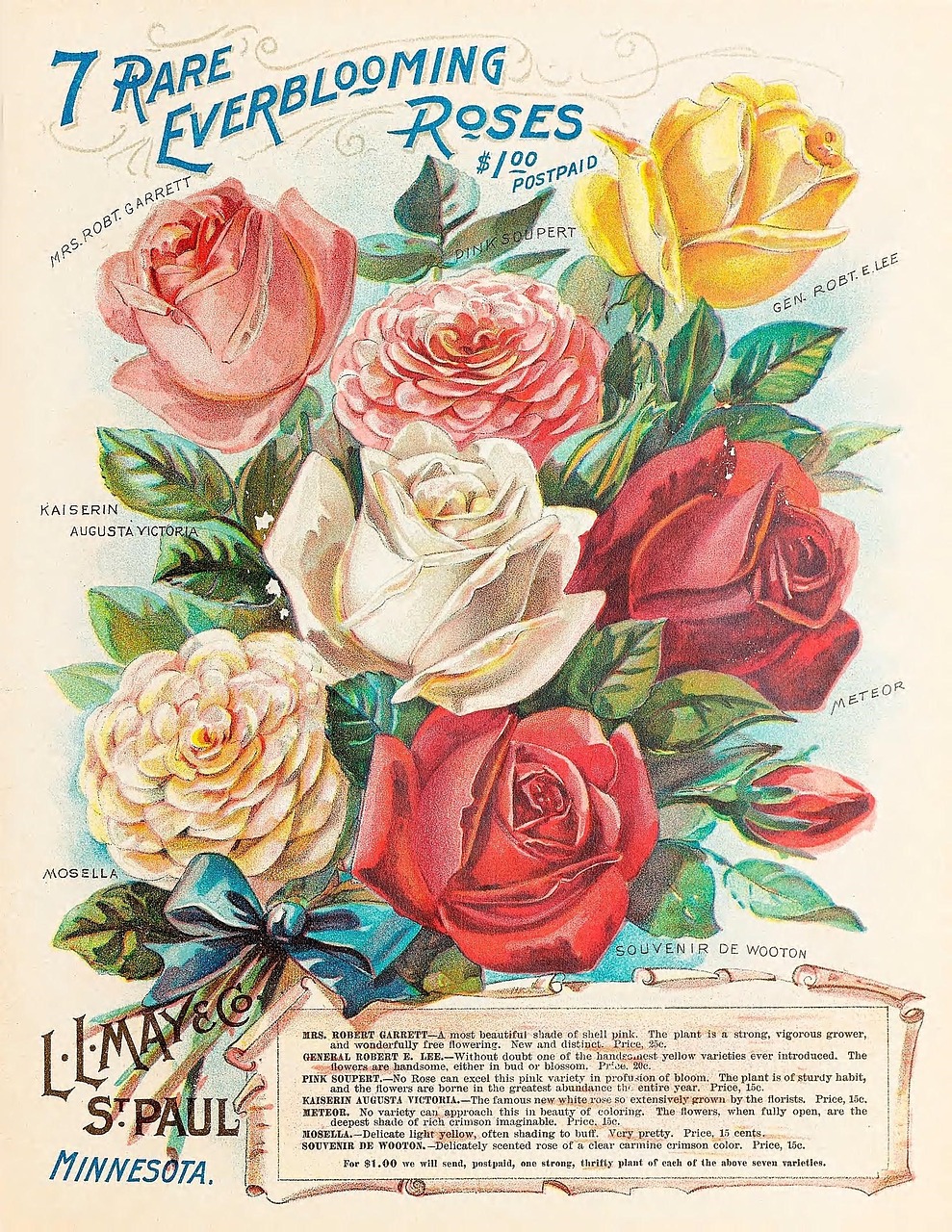 vintage roses seed catalog free photo