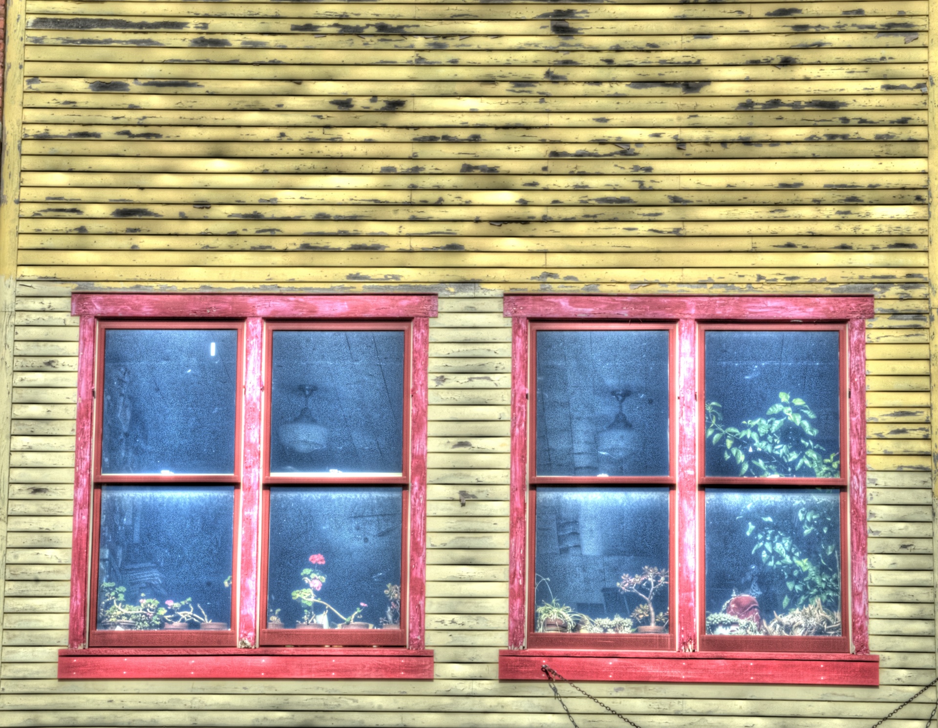 window windows old free photo