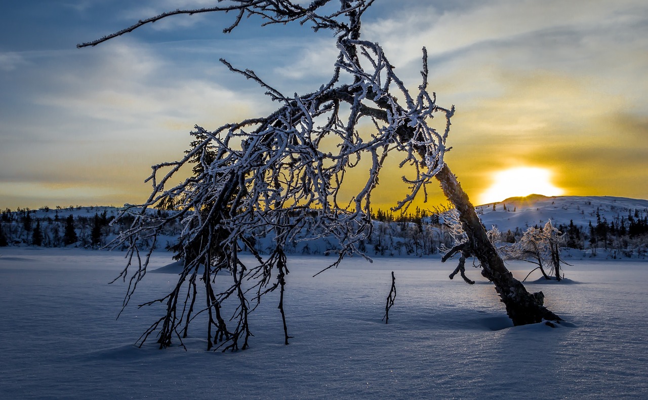 vinter soloppgang landskap free photo