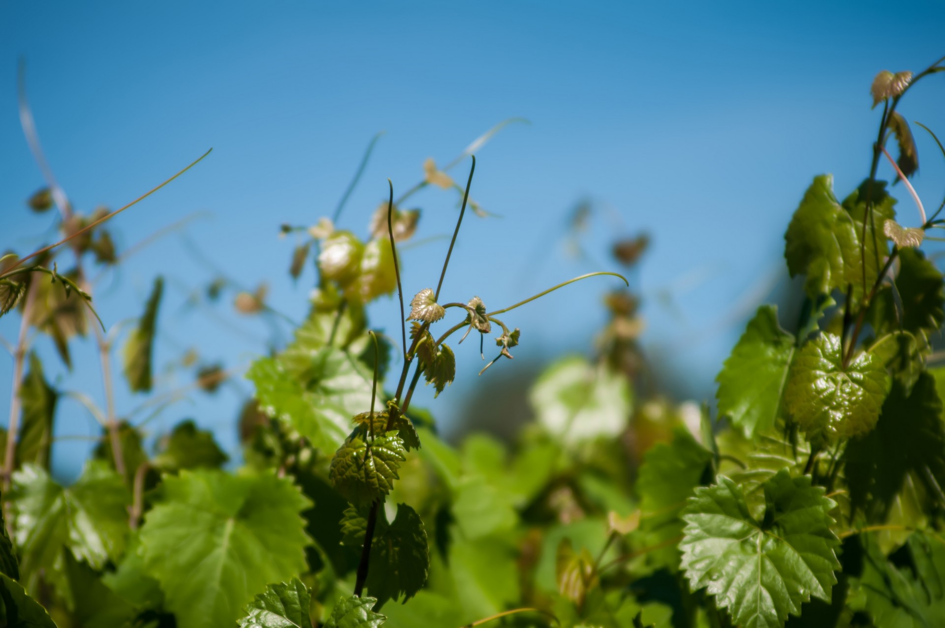 vineyard farm spring free photo