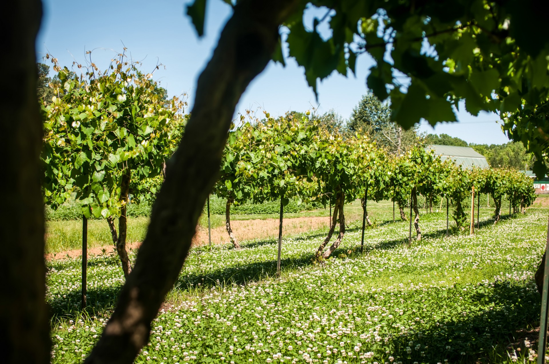 vineyard farm spring free photo