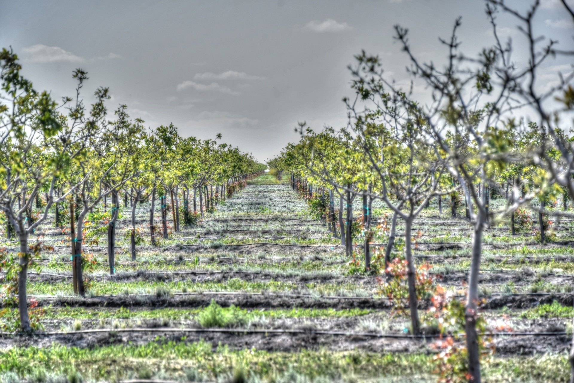 vineyard grapes plants free photo