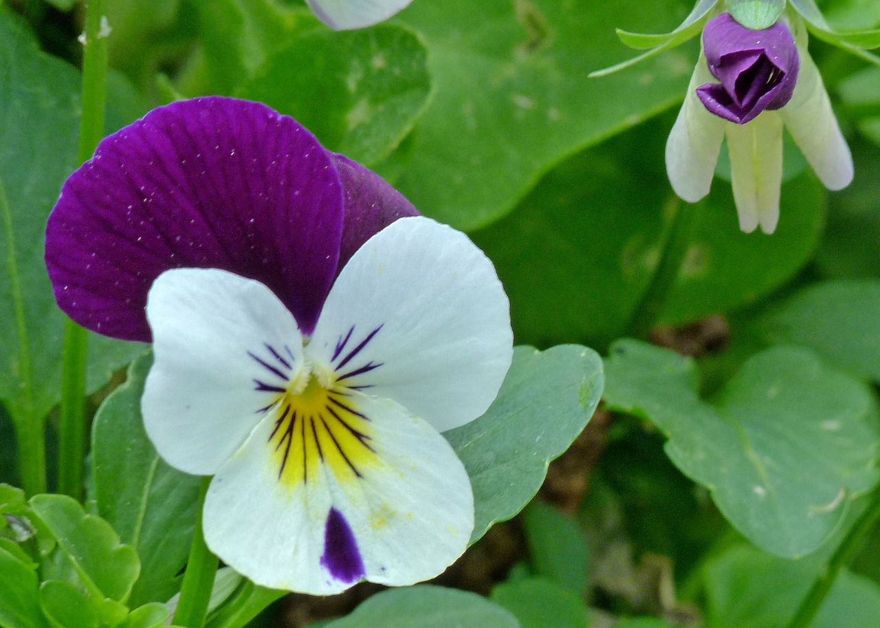 viola pansy flower free photo