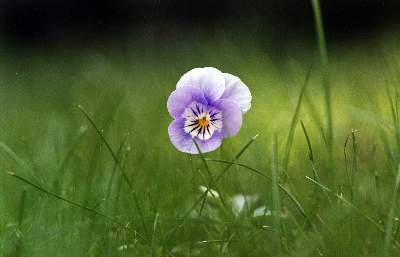 viola flower purple free photo