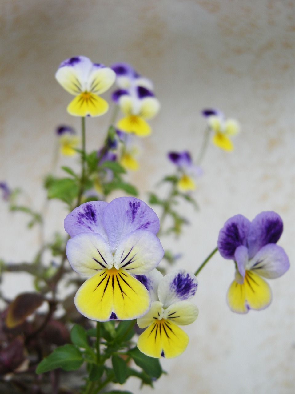 viola pansies violet free photo