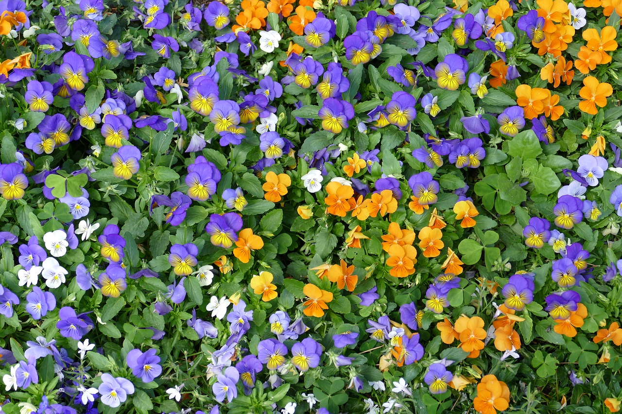 viola  400–500  pansy free photo