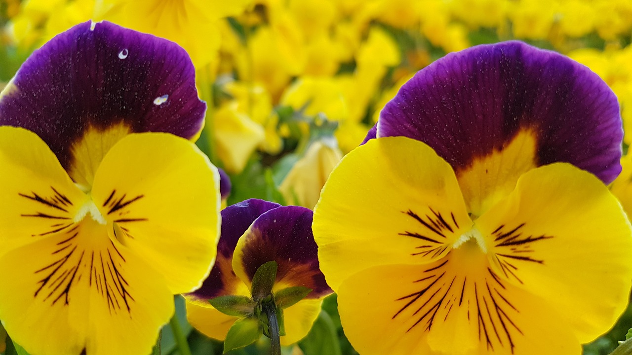 viola  violet  pansy free photo