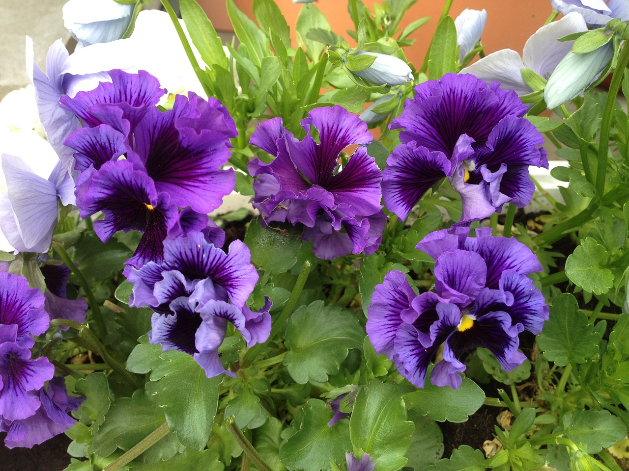 viola pansy spring planting free photo