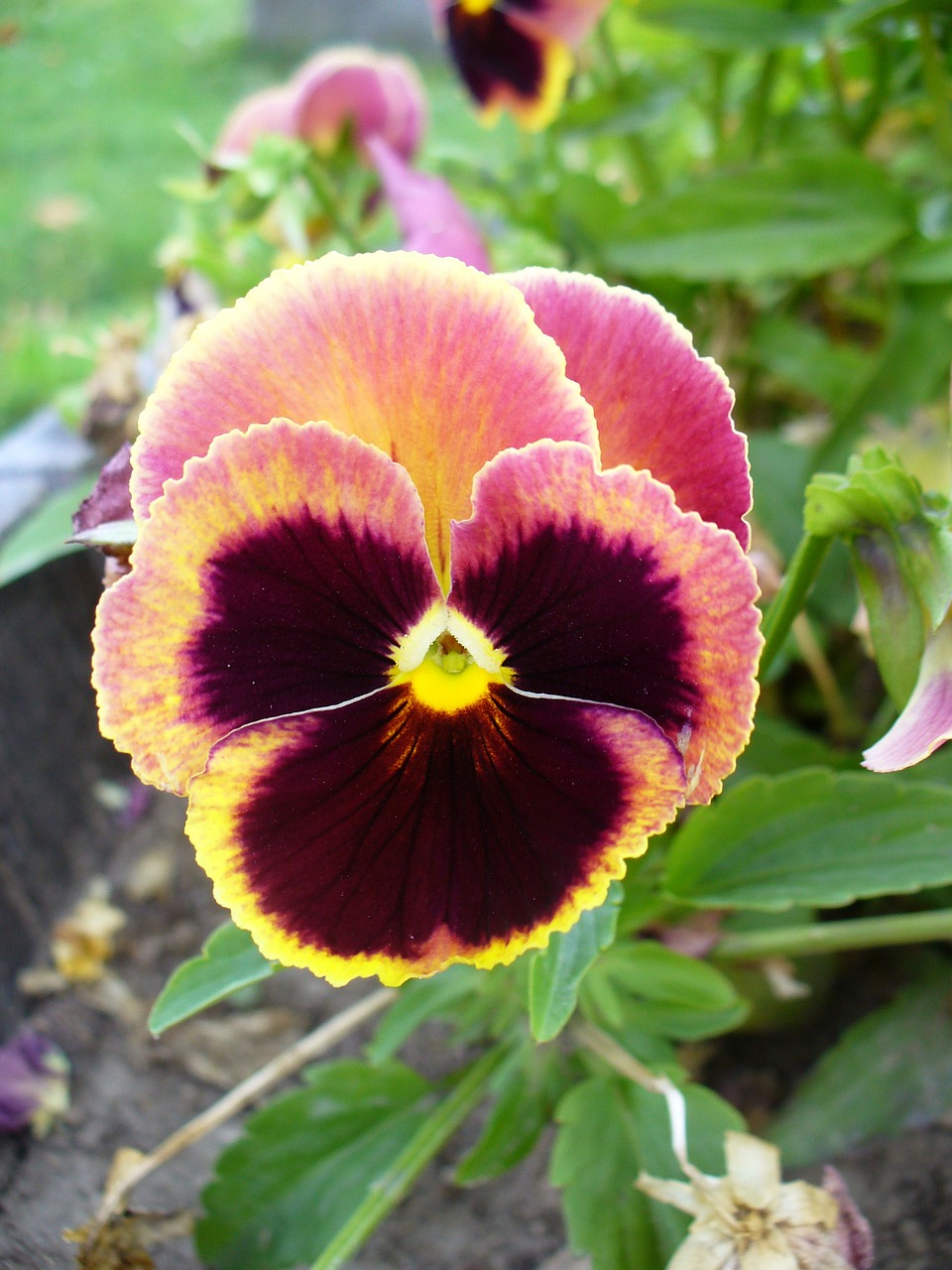 viola flower plant free photo