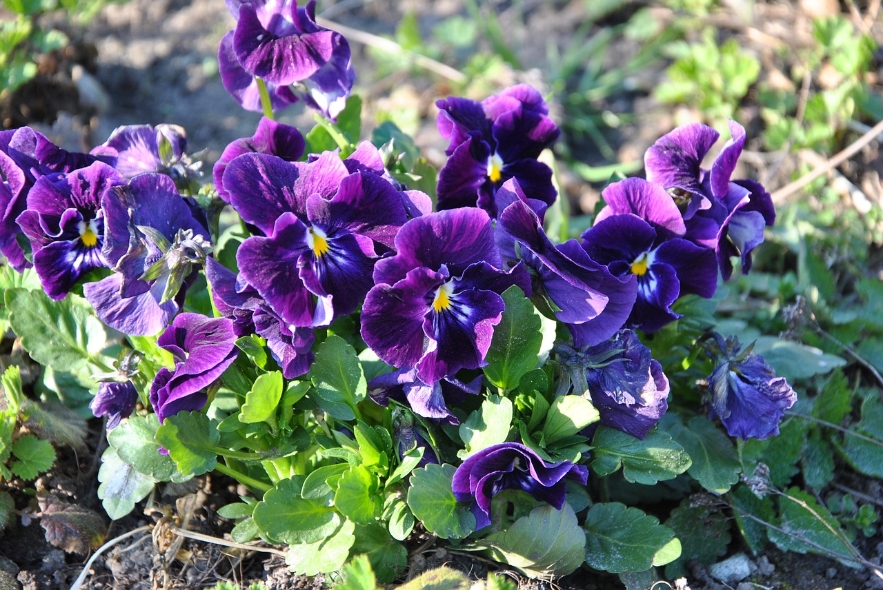 viola flower spring garden free photo