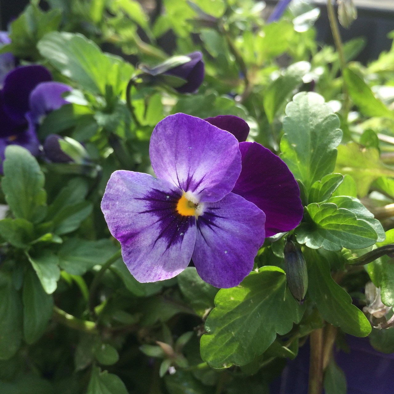 viola glabella viola labradorica viola odorata free photo