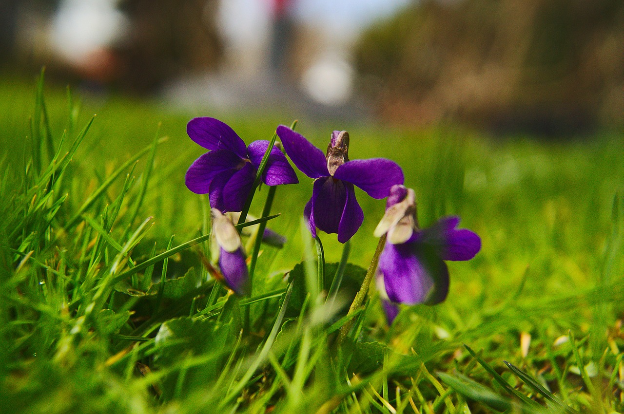 viola silvestris violets spring free photo