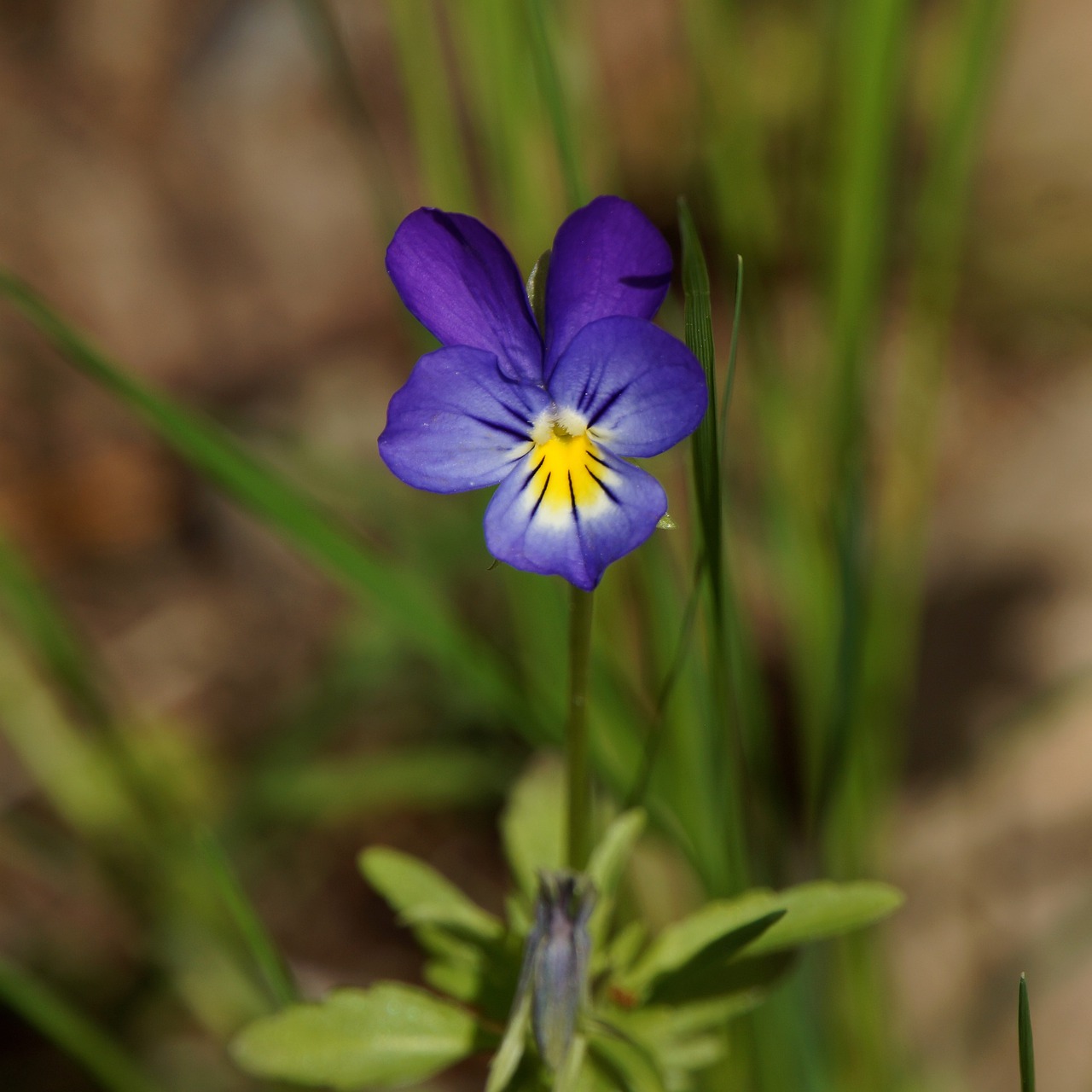 viola tricolor  pansy  flower free photo