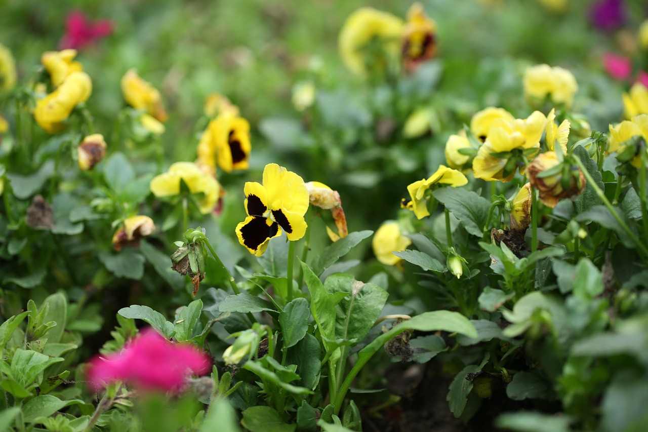 viola tricolor flower yellow free photo