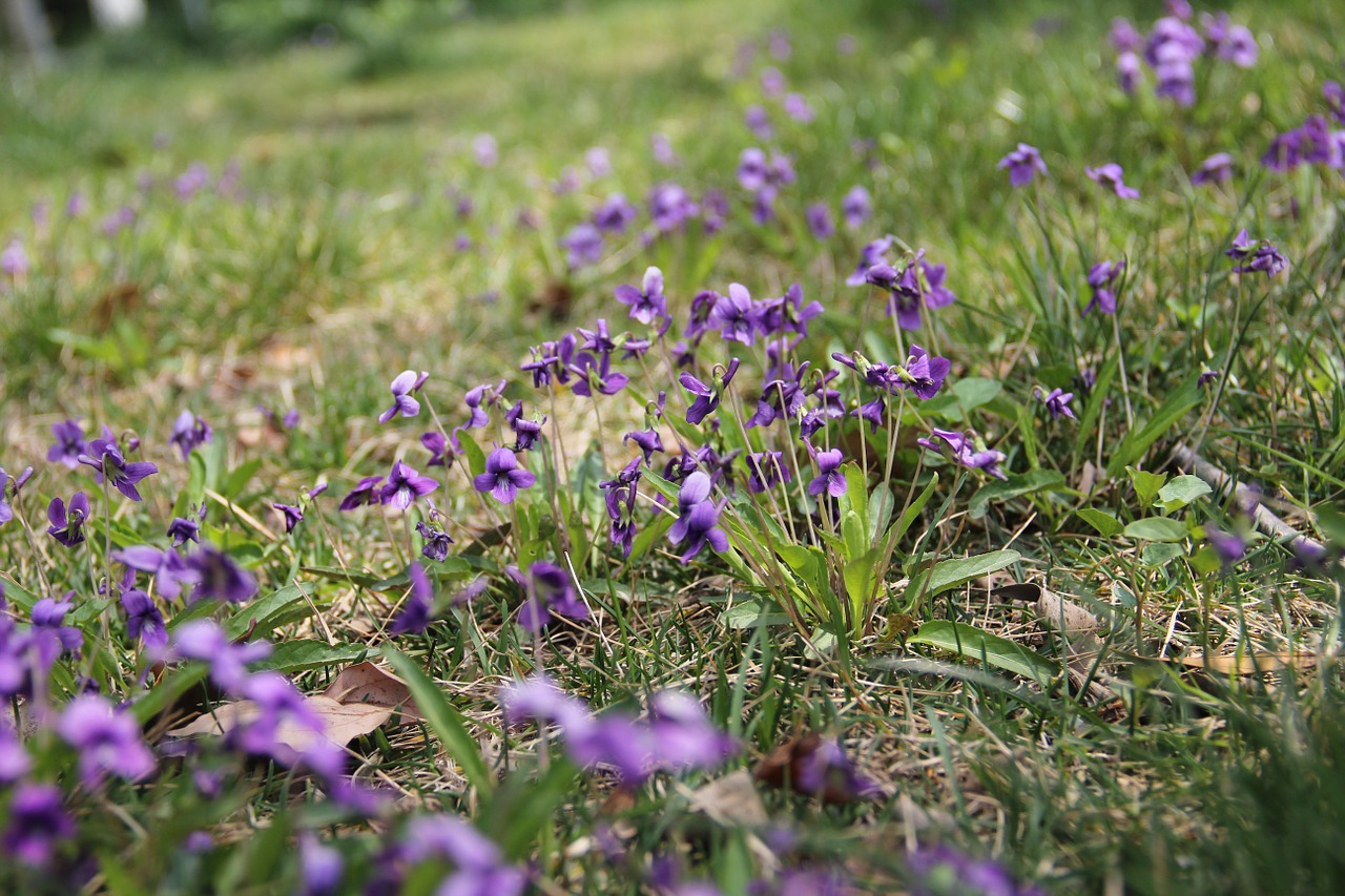 viola yedoensis makino purple lawn free photo