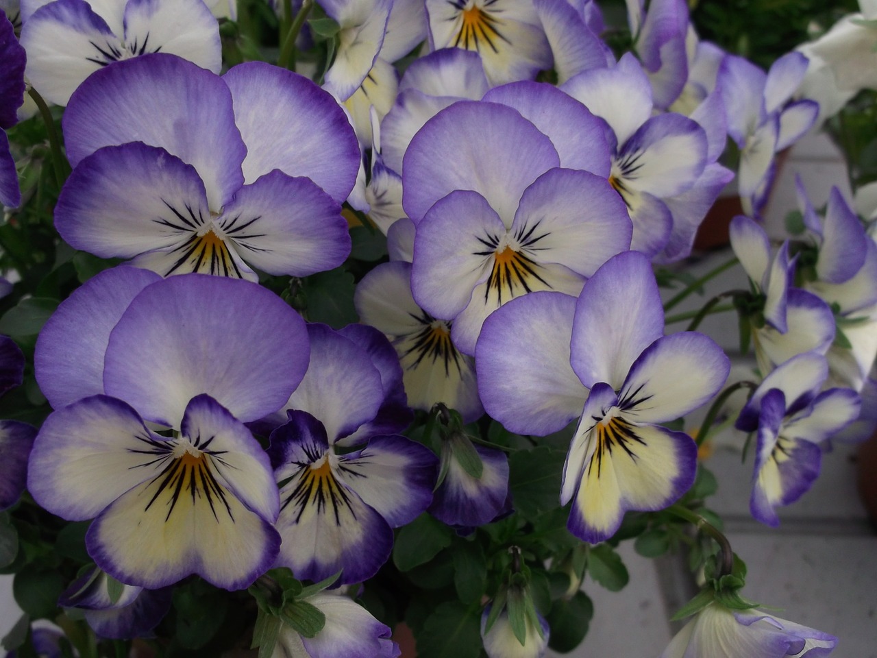 violas violet flower free photo