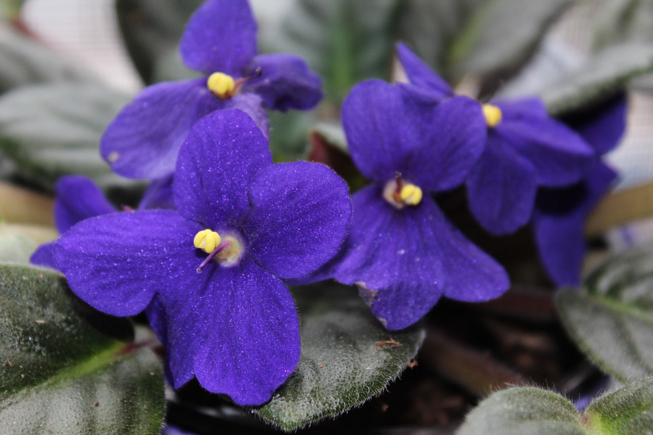 flower violet purple free photo