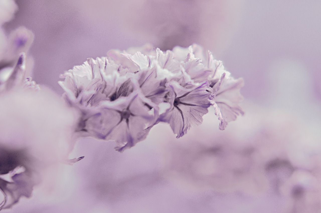 violet flower macro free photo