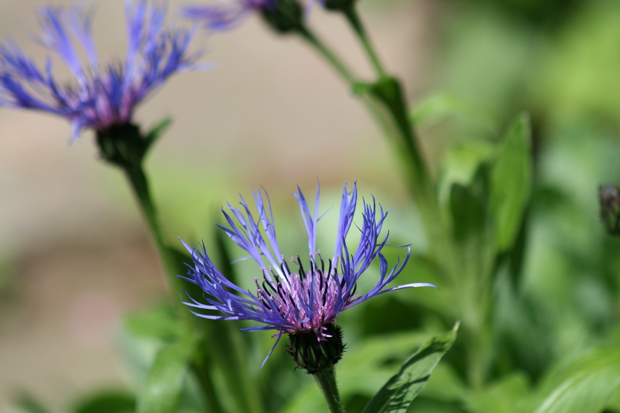 violet flowers cornflower free photo