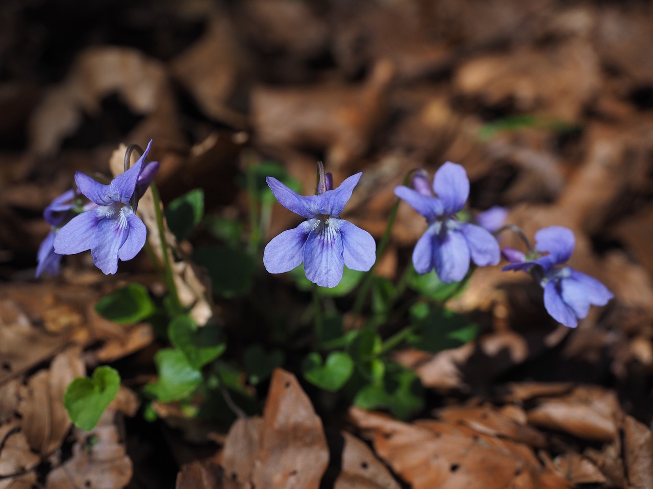 violet viola blossom free photo