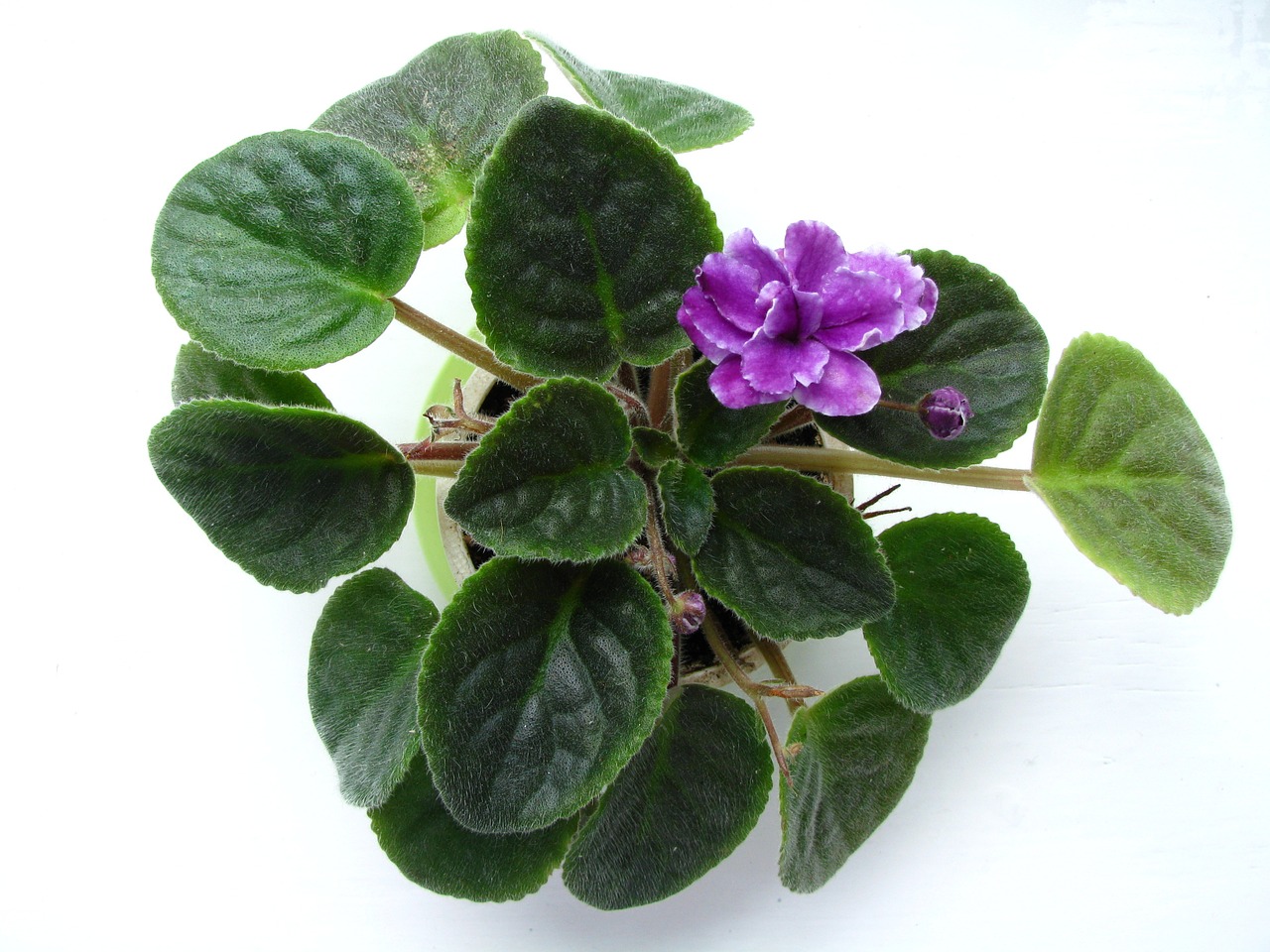 violet flower plant free photo