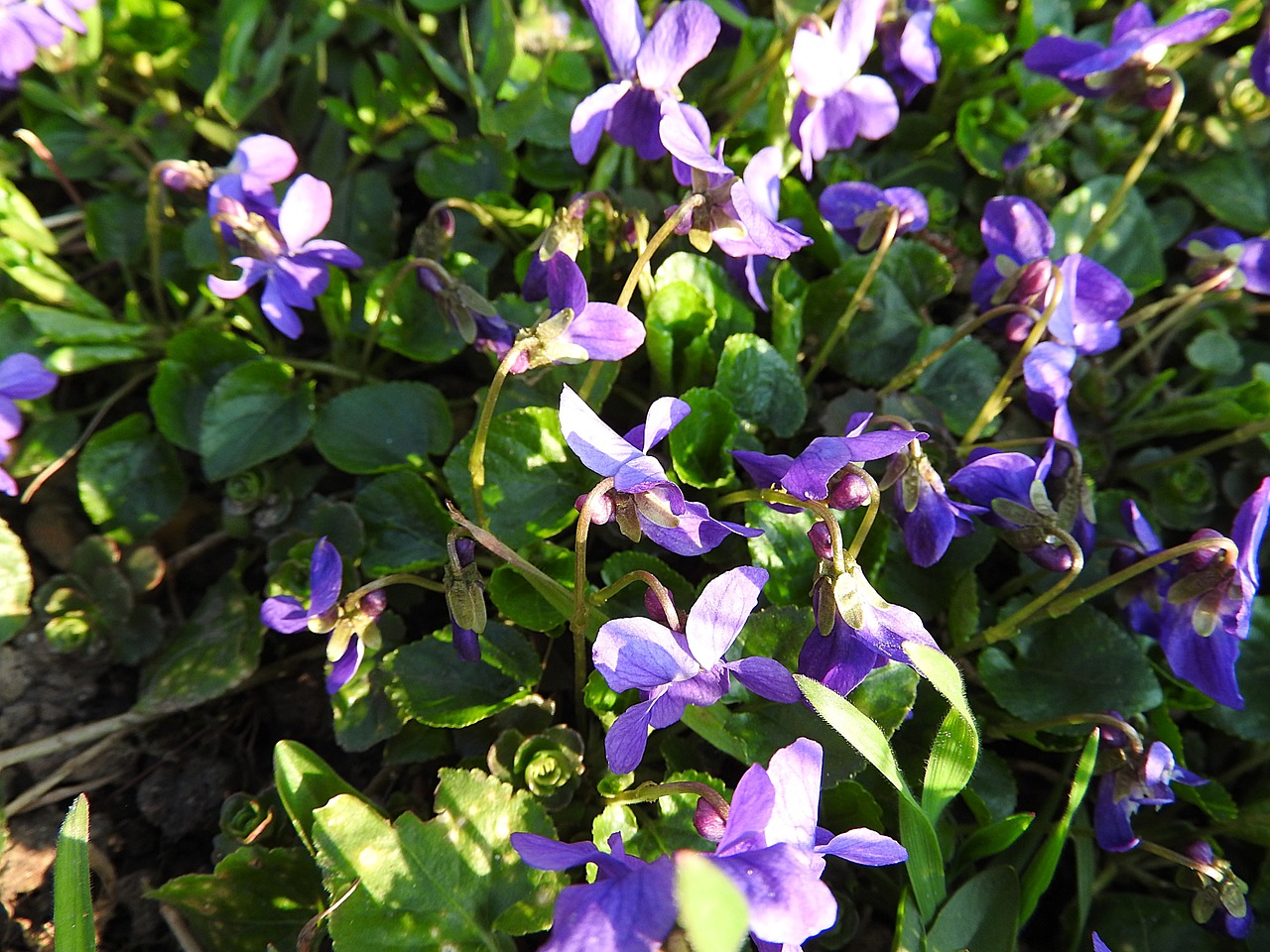 violet flowers flower free photo
