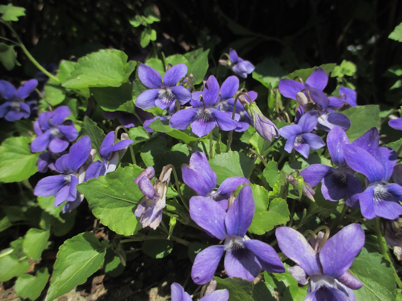 violet wild violets spring free photo