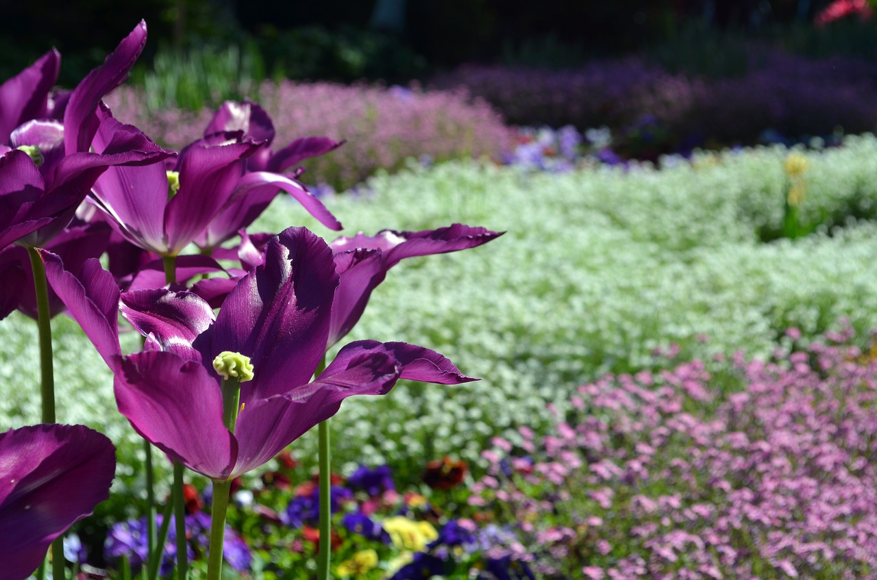 violet white tulip free photo