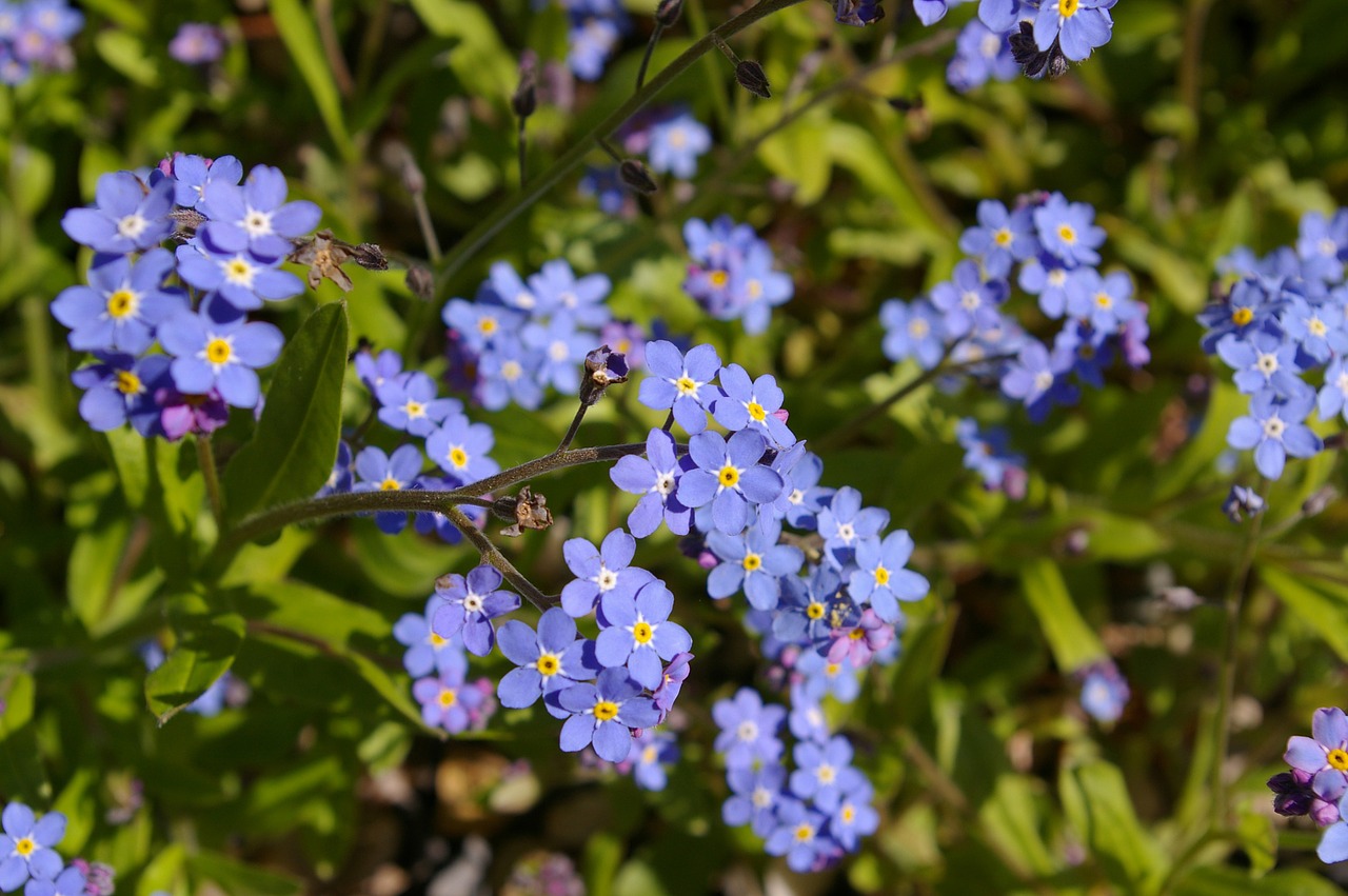 violet spring blossom free photo