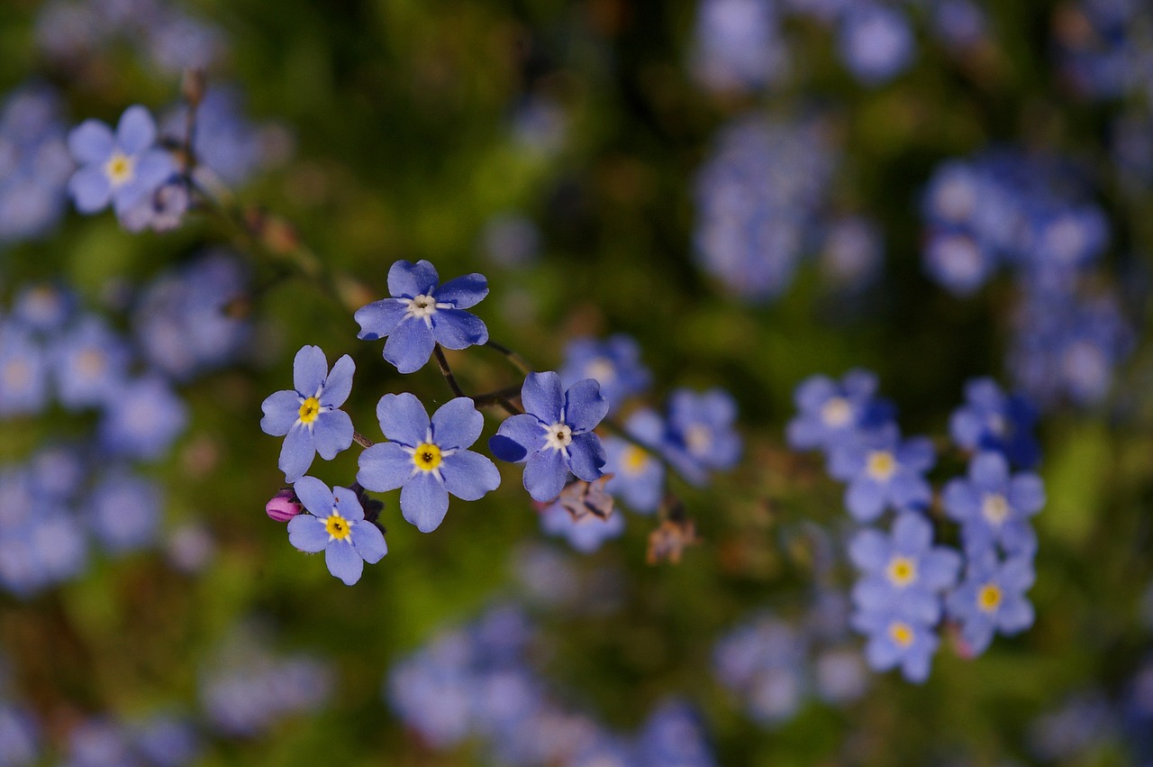 violet spring blossom free photo