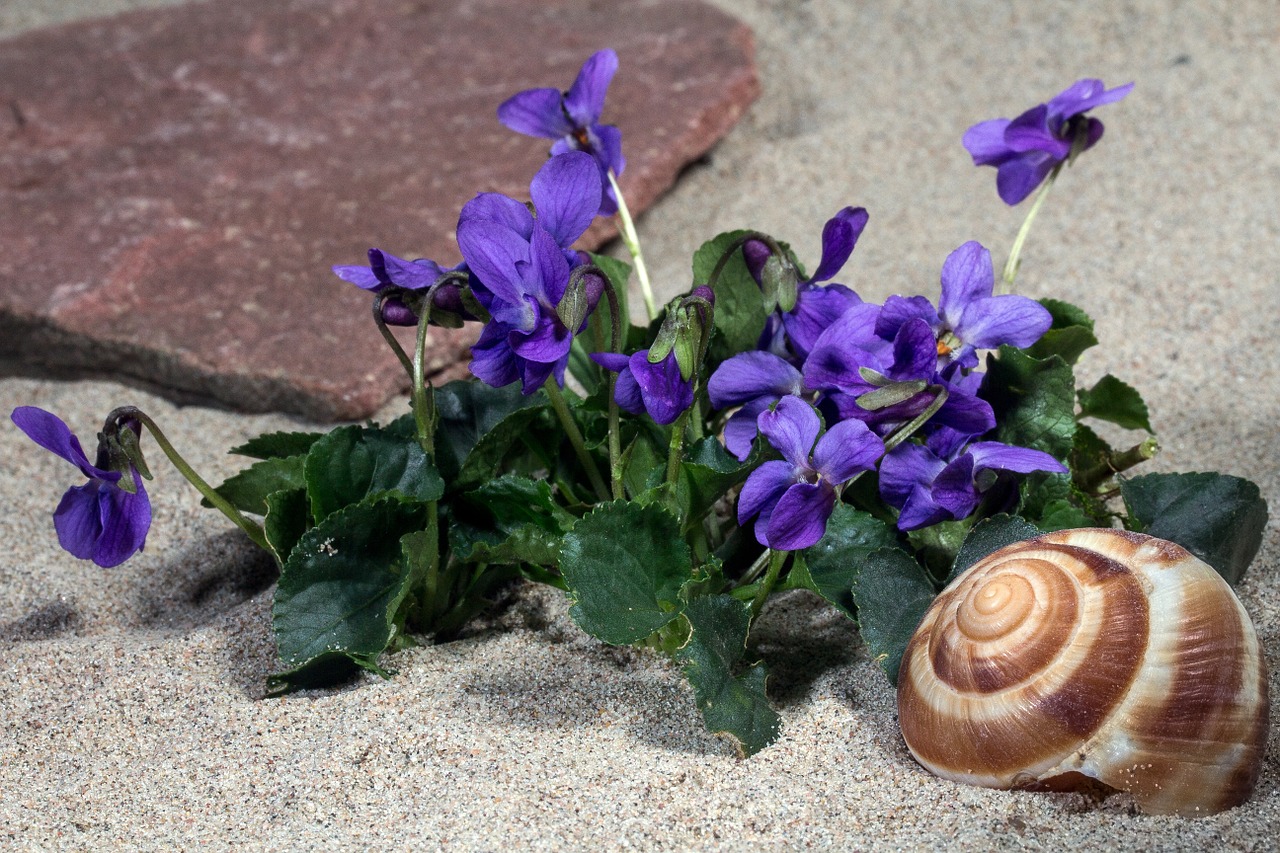 violet blossom bloom free photo