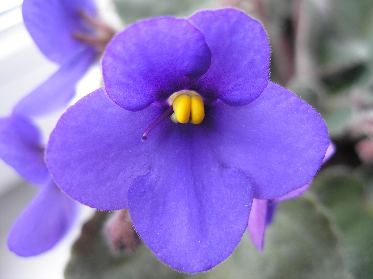 violet purple macro photography free photo