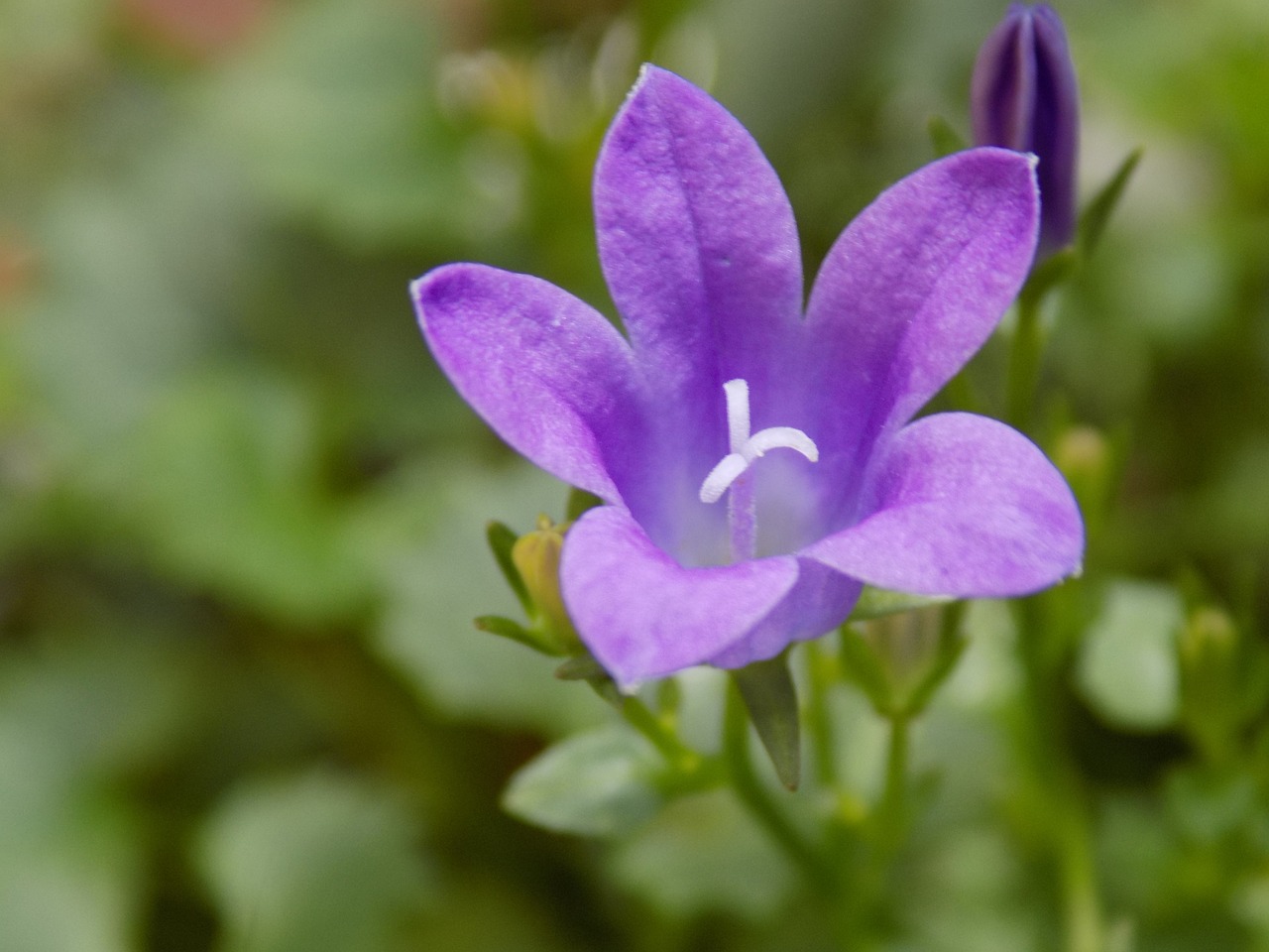 violet violaceae flower free photo