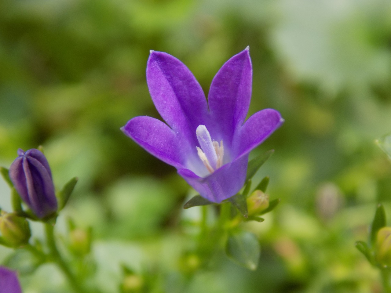 violet violaceae flower free photo