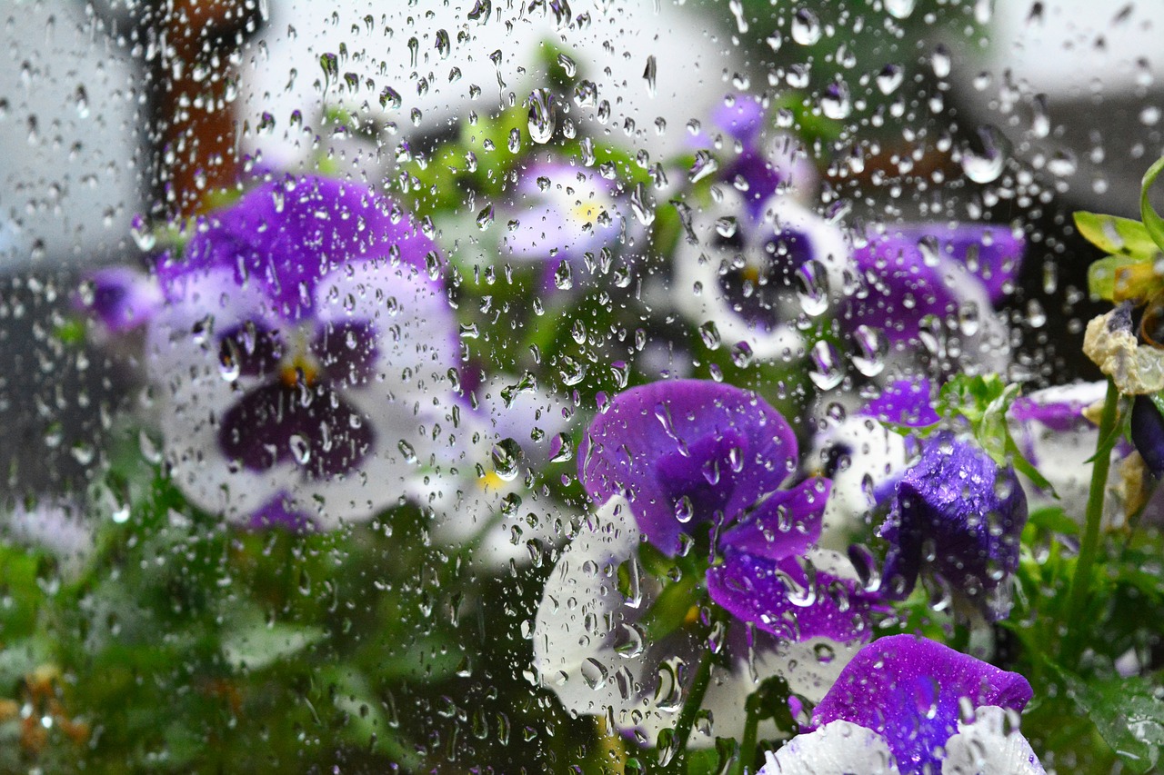 violet rain window free photo