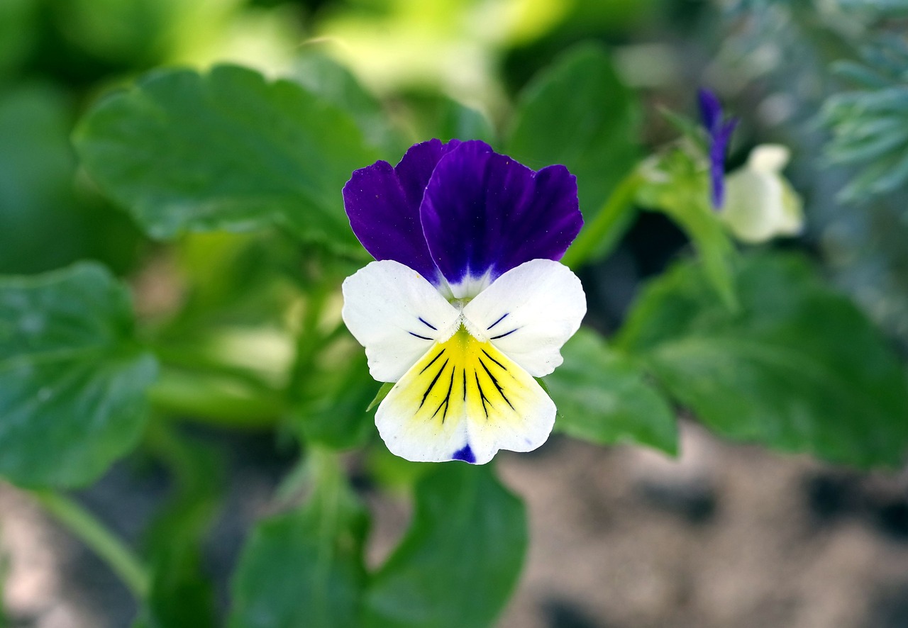 violet blue-white herb free photo