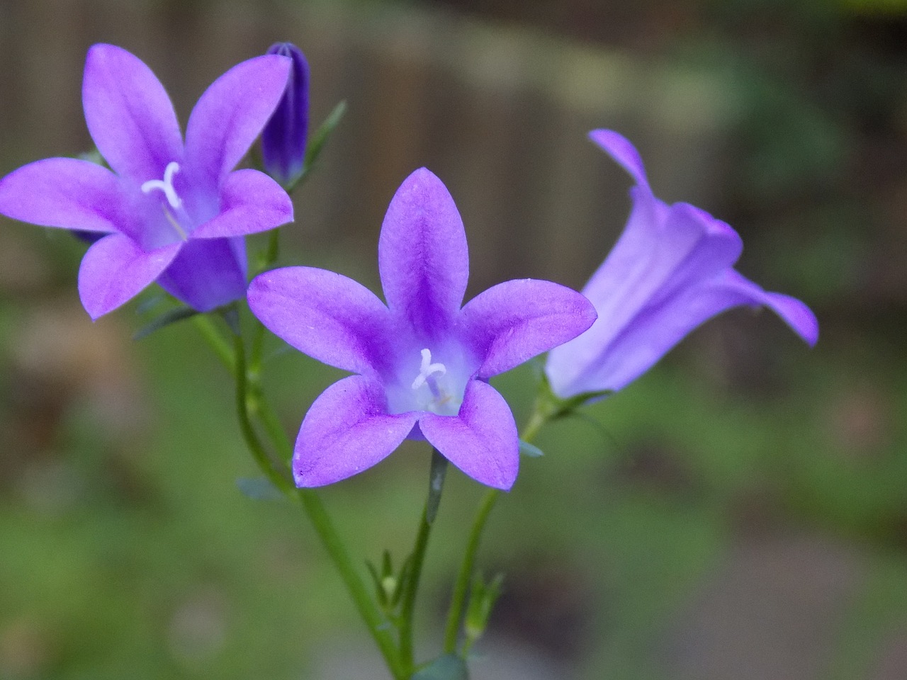 violet violaceae flower free photo