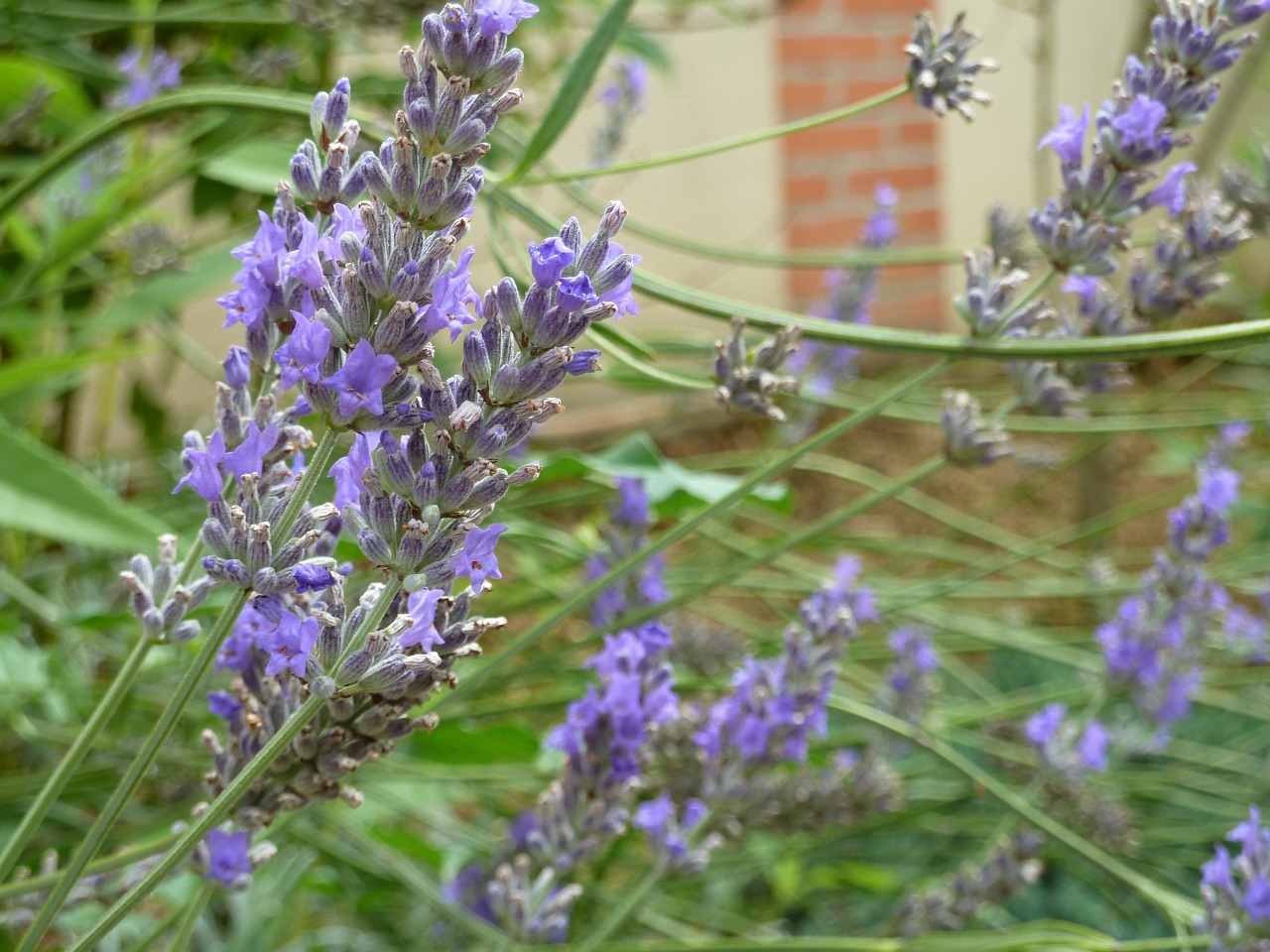 violet flower lavender free photo