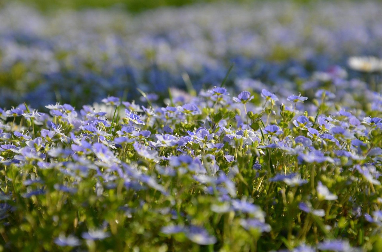 violet blue purple free photo