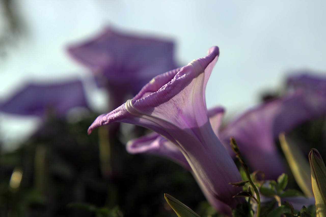 violet bell flower free photo