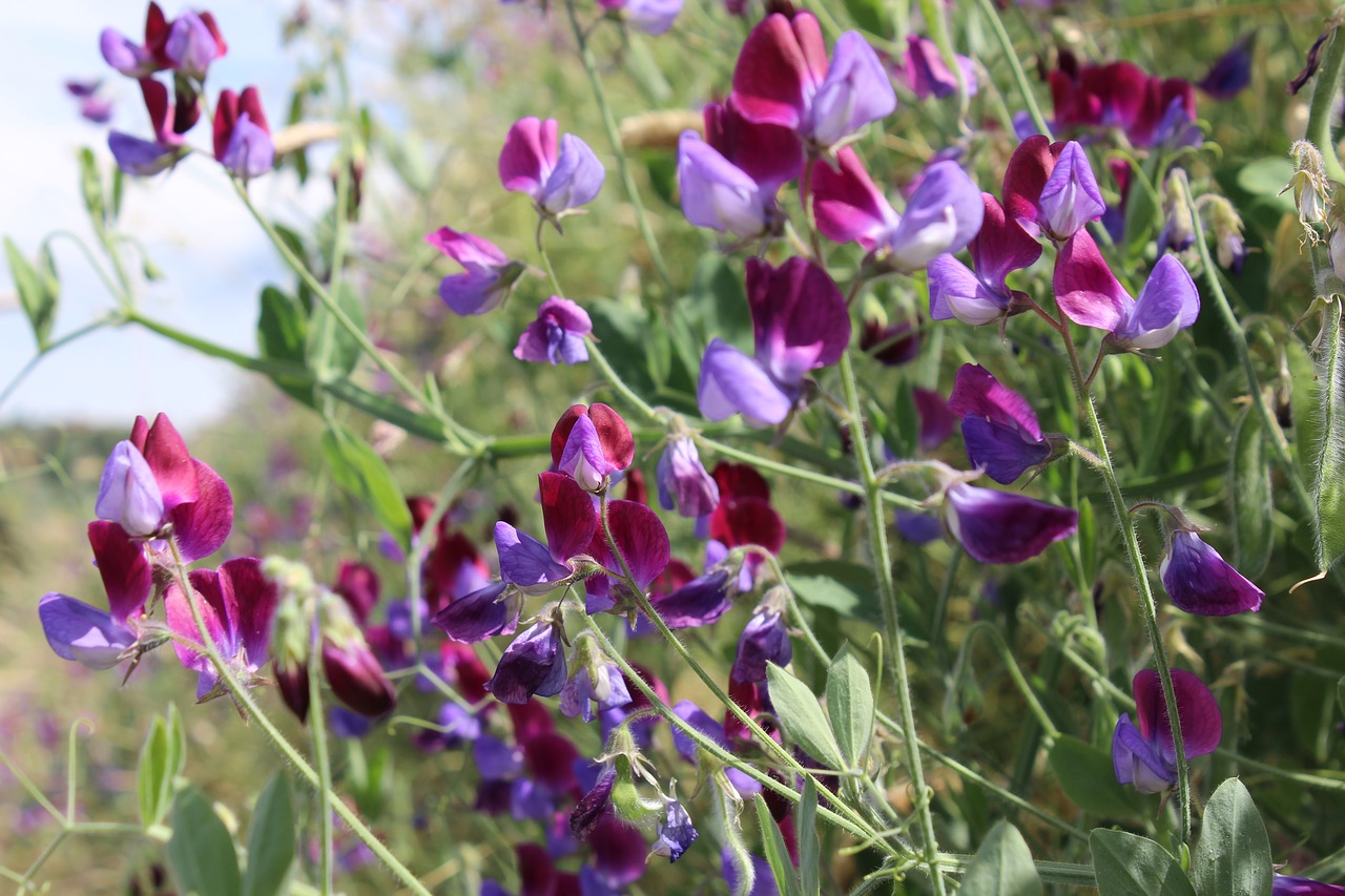 violet fuchsia nature free photo