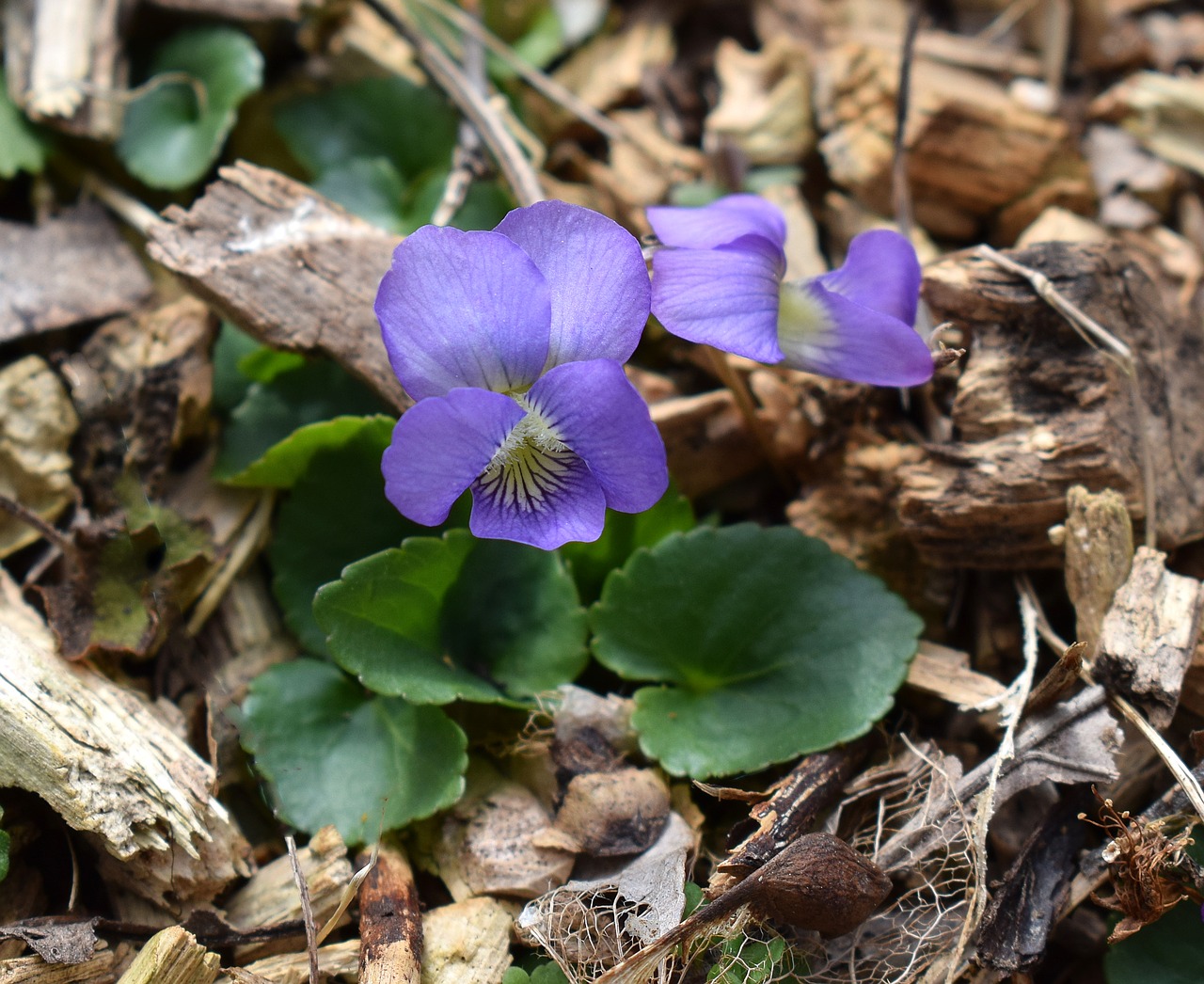 violet wildflower flower free photo